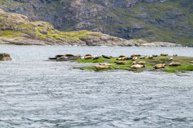 Skye Adası, İskoçya, İngiltere 'nin güzel manzara fokları.
