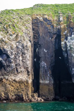 Galler 'deki Caldey Adası' ndaki sahil kuşları kolonisi.
