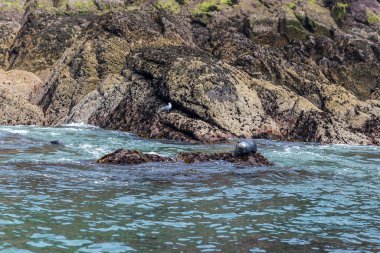 Galler 'deki Caldey Adası' ndaki deniz fokları.