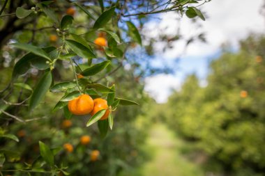İspanya 'da portakal bahçesi
