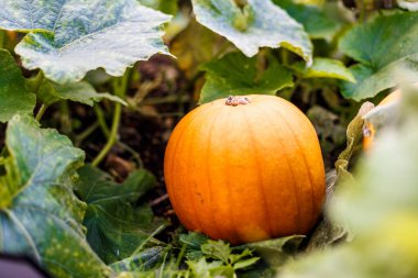 İngiltere 'deki çiftlikte harika bir balkabağı.