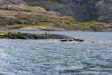 Skye Adası, İskoçya, İngiltere 'nin güzel manzara fokları.