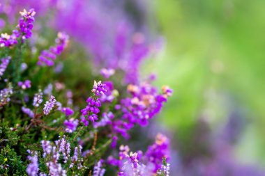 Heather İskoçya 'nın Moorland şehrinde, İngiltere