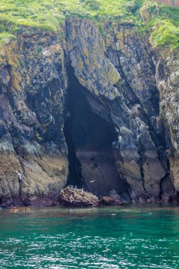 Galler 'deki Caldey Adası' ndaki sahil kuşları kolonisi.