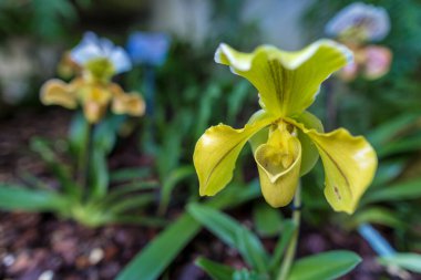 Londra, İngiltere 'deki Kew Gardens' ın cam evinde orkide.