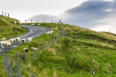 Koyun Skye Adası, İskoçya, İngiltere