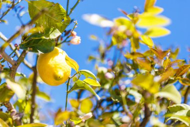 İspanya 'da limon ağacı