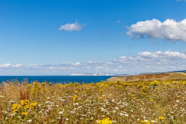 Yazın Wight Adası, İngiltere, İngiltere