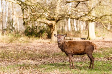Geyik baharda Richmond Park, Londra 'da