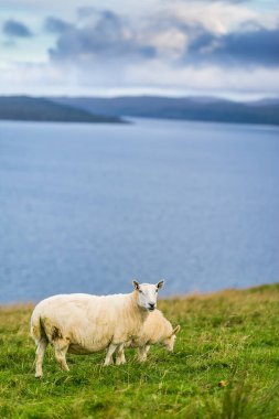 Koyun Skye Adası, İskoçya, İngiltere