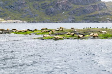 Skye Adası, İskoçya, İngiltere 'nin güzel manzara fokları.