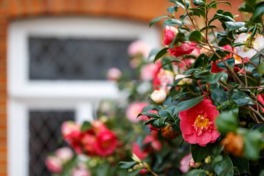 Londra 'da baharda açan çiçek