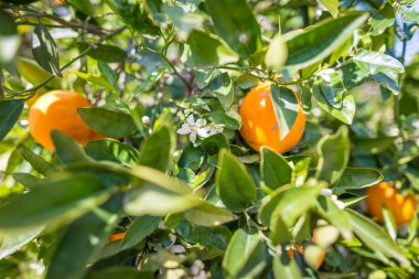 İspanya 'da portakal bahçesi
