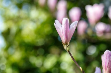 Londra 'da baharda açan çiçek