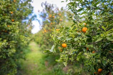 İspanya 'da portakal bahçesi