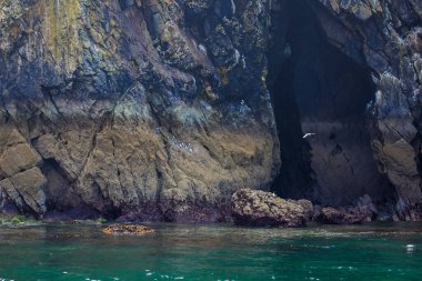 Galler 'deki Caldey Adası' ndaki sahil kuşları kolonisi.