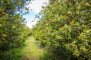 İspanya 'da portakal bahçesi