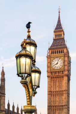 Kuzgun, kış sabahının erken saatlerinde Londra 'da Parlamento Binası' nda lamba üzerinde.