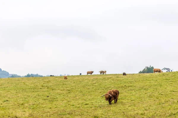 Vaca Escocesa Peluda Highlands Escocia Reino Unido — Foto de Stock