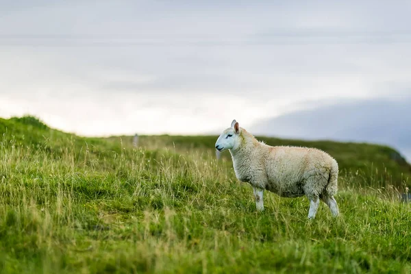 Schafe Auf Der Isle Skye Schottland Großbritannien — Stockfoto