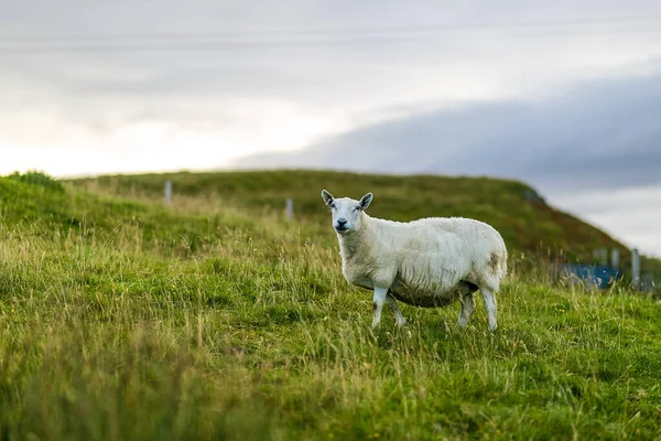Schafe Auf Der Isle Skye Schottland Großbritannien — Stockfoto