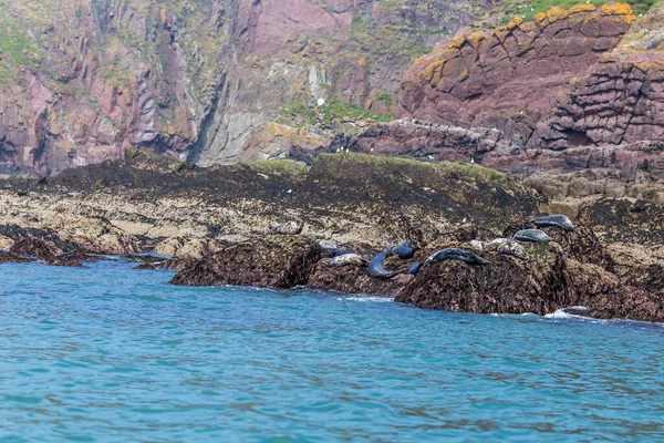 Sea Seals Caldey Island Wales — Foto de Stock