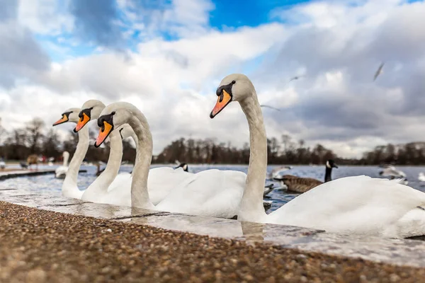 Swans Pond Hyde Park Londra Regno Unito — Foto Stock