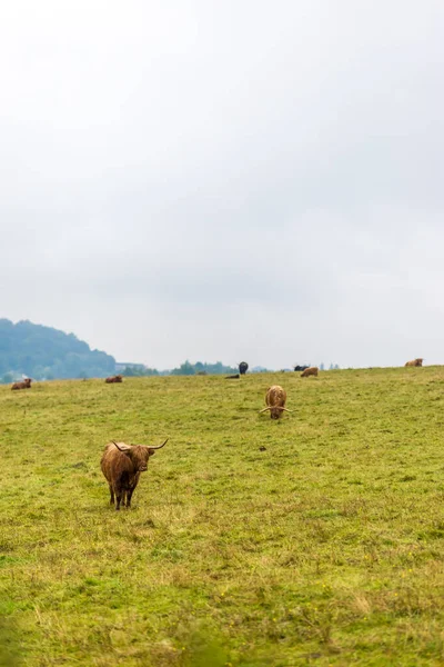 Owłosiona Krowa Szkocka Highlands Szkocja Wielka Brytania — Zdjęcie stockowe