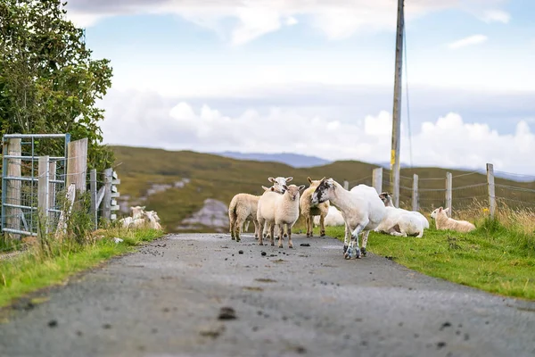 Owce Wyspie Skye Szkocja Wielka Brytania — Zdjęcie stockowe