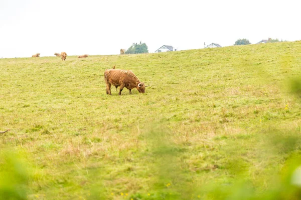 Hairy Scottish Cow Highlands Scotland — Stock Photo, Image