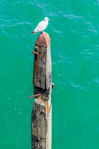 Mouettes Perchées Près Hastings Pier Royaume Uni — Photo