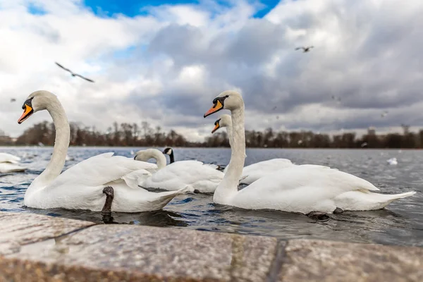 Swans Pond Hyde Park Londra Regno Unito — Foto Stock