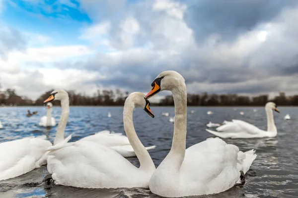 Swans Pond Hyde Park Londra Regno Unito — Foto Stock