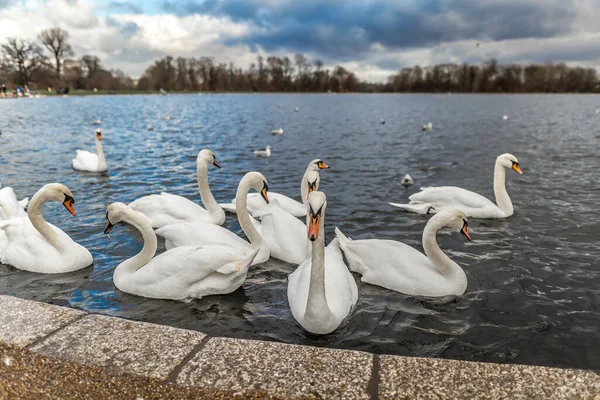 Swans Pond Hyde Park Londra Regno Unito — Foto Stock