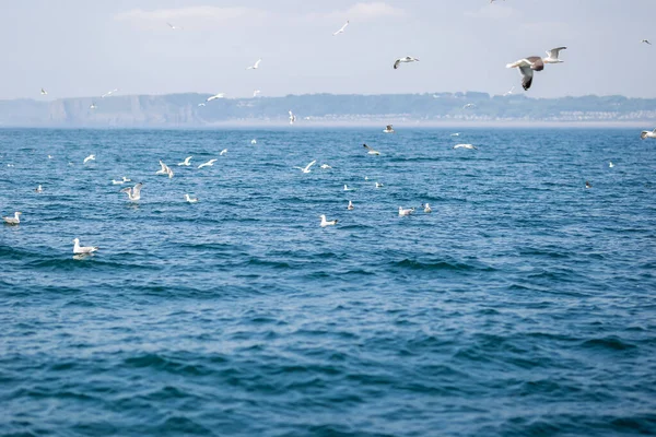 Seashore Birds Colony Caldey Island Wales —  Fotos de Stock