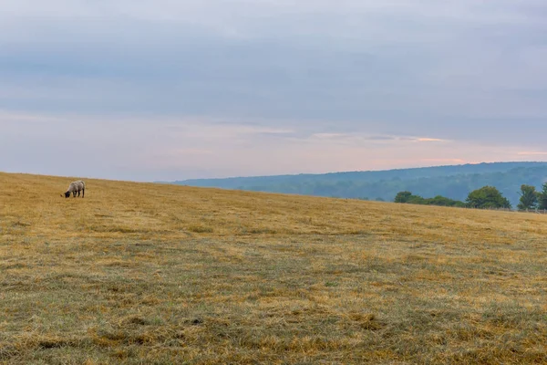 Ovejas Campo Inglés South Downs Reino Unido — Foto de Stock