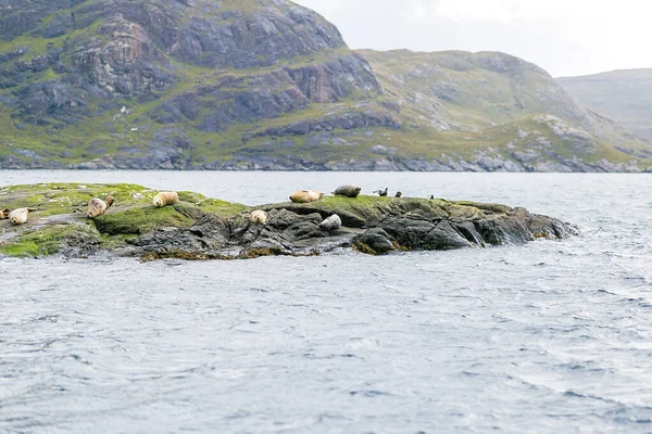 Beautiful View Seals Isle Skye Scotland — Stock fotografie