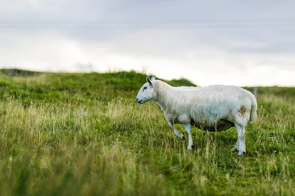 Owce Wyspie Skye Szkocja Wielka Brytania — Zdjęcie stockowe