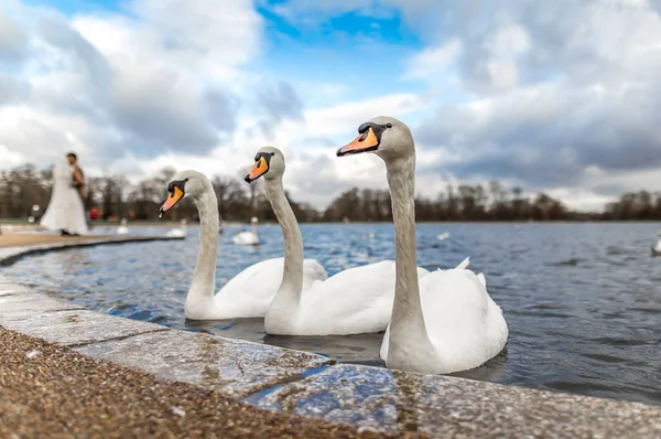 Swans Pond Hyde Park London — Stock Photo, Image