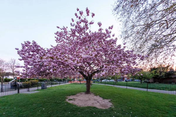 Blossoming Tree Park — Stock Photo, Image