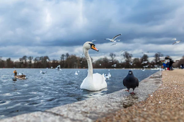 Swans Pond Hyde Park Londra Regno Unito — Foto Stock