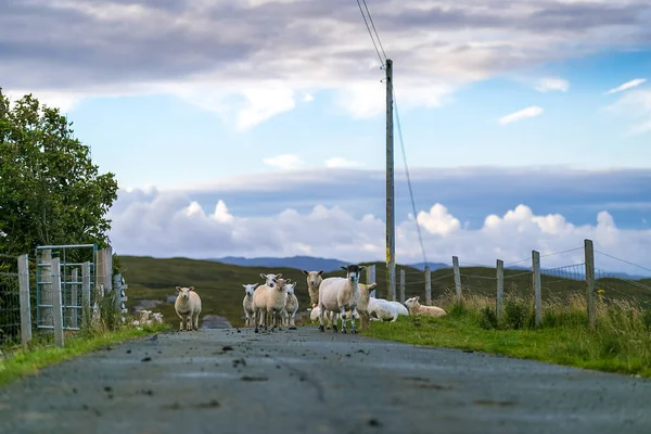 Ovejas Isla Skye Escocia Reino Unido — Foto de Stock