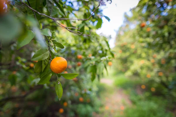 İspanya 'da portakal bahçesi