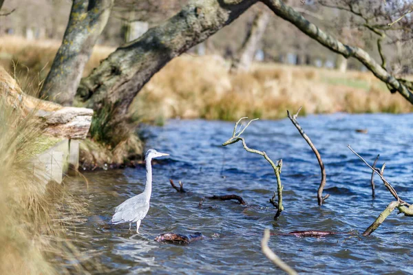 里奇蒙公园春天的水鸟 — 图库照片