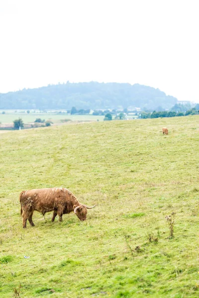 Vaca Escocesa Peluda Highlands Escocia Reino Unido — Foto de Stock