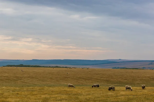 Ovejas Campo Inglés South Downs Reino Unido — Foto de Stock