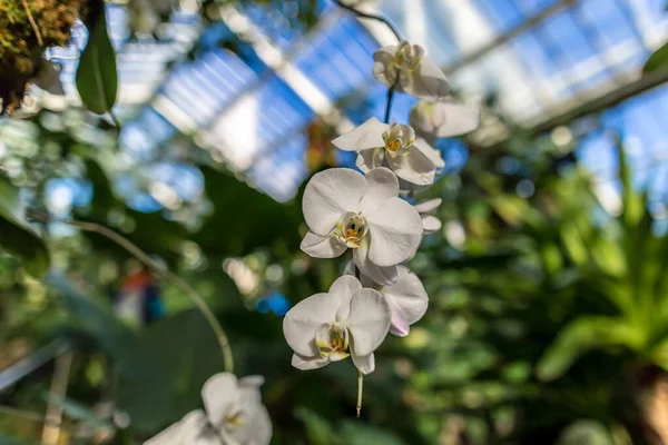 Londra, İngiltere 'deki Kew Gardens' ın cam evinde orkide.