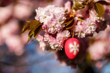 Paskalya yumurtasıyla süslenmiş çiçek açan ağaç.