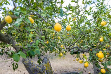 İspanya 'da limon bahçesi