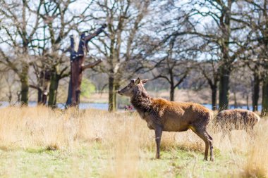 Geyik baharda Richmond Park, Londra 'da